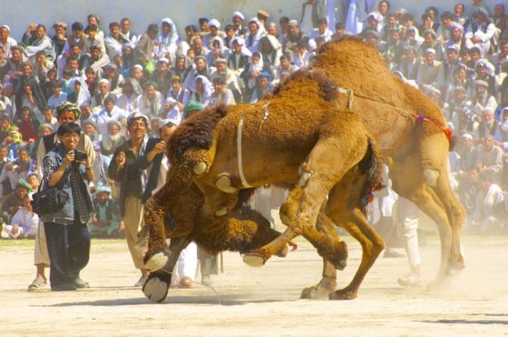 Camel fights Navroz (Spring Festival) Tournament, Mazar-i-Sharif, Afghanistan